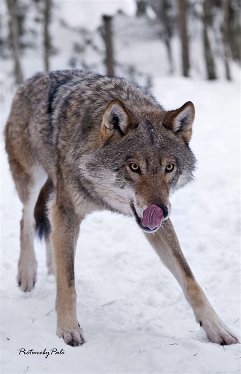 Hungry Grey Wolf Wolves Photo 25791568 Fanpop