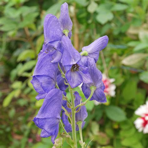 Purple blue flowering bush identification. Plant identification blue and purple flowers