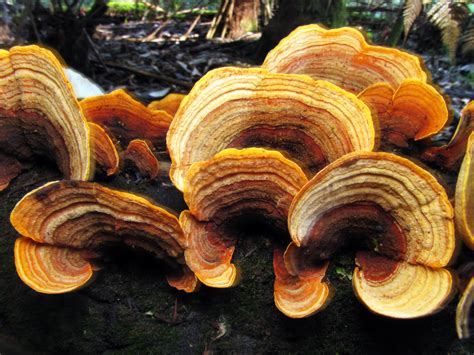 We did not find results for: Todays hunt.....tree lovers and jelly fungi galore! :D ...