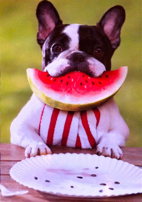 The fourth or fourth of july or 4th of july is the independence day of usa after the revolutionary struggle opposing the britishers and here we have written the best fourth of july happy 4th of july jokes. 4th of July Dog... | Holiday Fun! | Pinterest