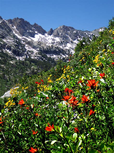 Ruby Mountain Wildflowers Vertical Photograph By Alan Socolik Fine