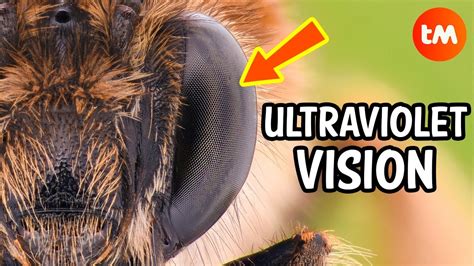 10 Things You Didnt Know About Bees 🐝 Youtube