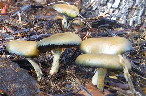 Psilocybe Allenii Mushroom Hunting And Identification Shroomery