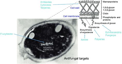 Fungal Targets Of Current And New Antifungal Drugs Download Scientific Diagram