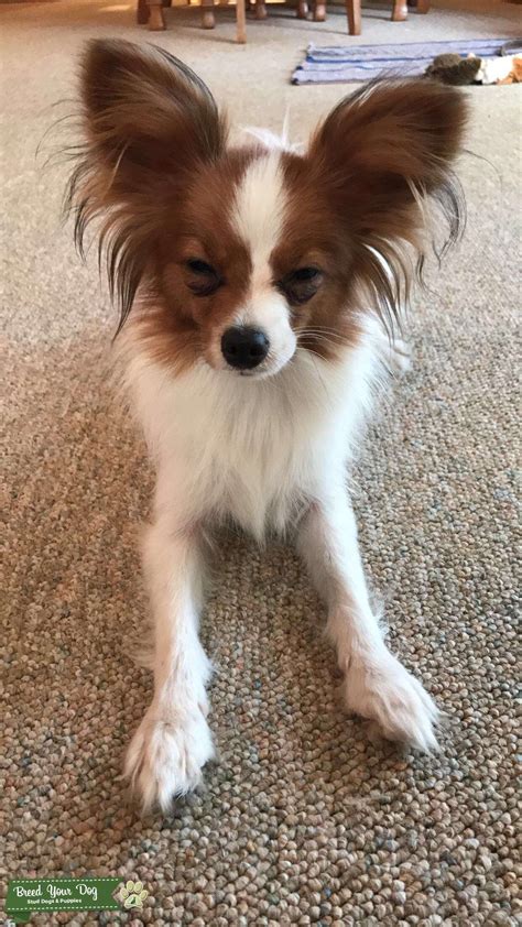 Stud Dog Beautiful Papillon About To Go Into Heat Breed Your Dog