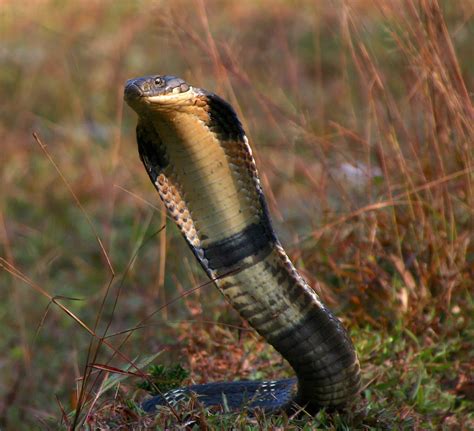 Why King Cobras Kill And Eat Their Own Kind I Roundglass I Sustain
