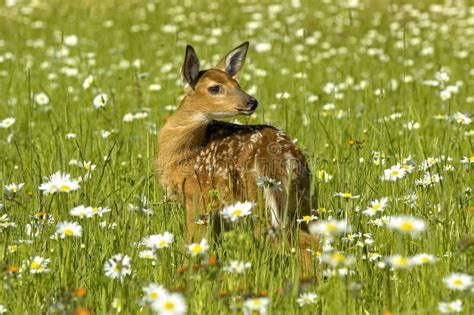 White Tailled Deer Fawn In Soring Meadow Stock Photo Image Of Deer