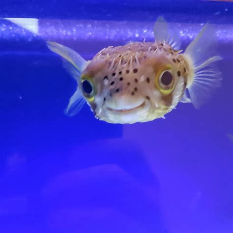 Puffer Fish For Sale Asdxf2