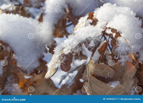 Branch With Autumn Leaves Under First Snow Stock Image Image Of