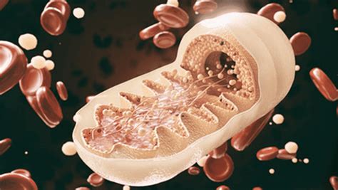 Mitocondrias ¿qué Son Y Qué Función Cumplen En El Organismo
