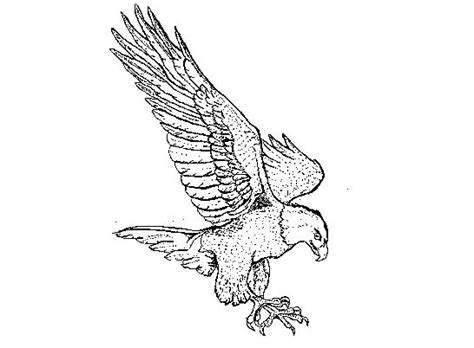 Flying Eagle Drawing At Getdrawings Free Download