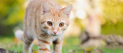 We did not find results for: Katze Vermisst Flyer Vorlage Best Of Ungewöhnlich Haustier ...