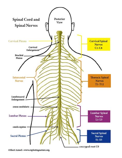The Spinal Nerves Chart 20x26 Spinal Nerve Spinal Nerves Anatomy Porn