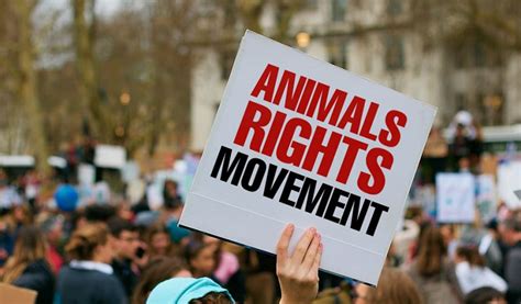Unpacking The Ethics And Goals Of The Animal Rights Movement