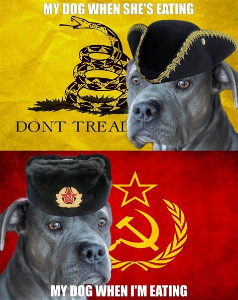 The Crud Man On Twitter Rt Adamlowisz Comrade Doggo 🐶🐾