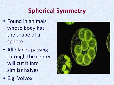 Zoology Basics Of Animal Taxonomy Ppt Download