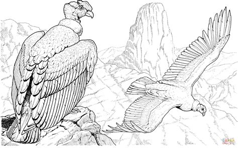 Coloriage Condor des Andes Coloriages à imprimer gratuits