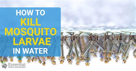 How To Kill Mosquito Larvae In Water Ponds Pools Water Tanks And More