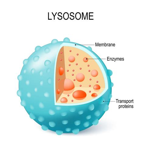 Lysosomes Cell Biology Biology Diagrams Plant Science