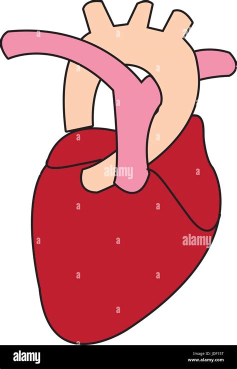 Human Heart Anatomy Medical Science Stock Vector Image And Art Alamy