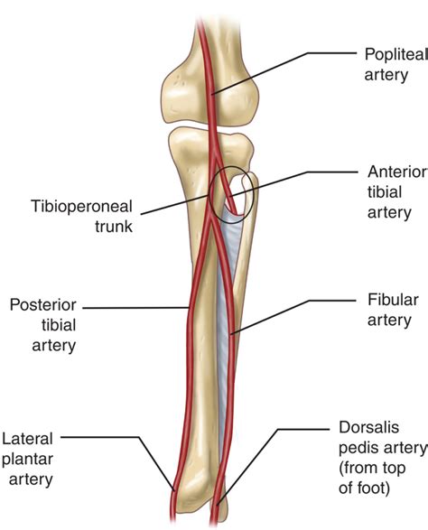 Posterior Tibial Artery Stepwards