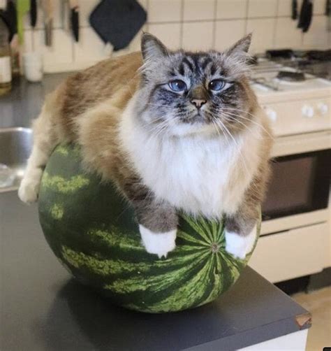 Cat On Melon Pics