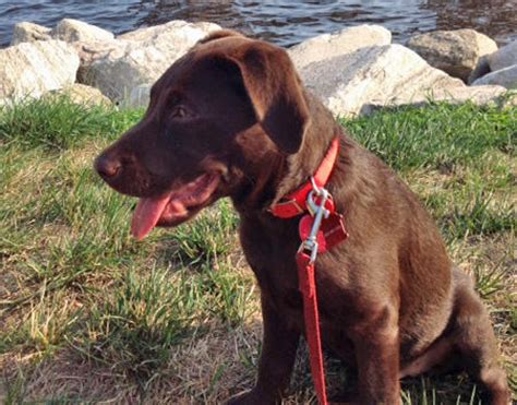 Adachar labs have beautiful puppies available 2 chocolate males 1 black male beautiful natured, affectionate and loving beautiful litter of labrador puppies due for new homes on the 12th of may. Indiana the Labrador Retriever | Puppies | Daily Puppy