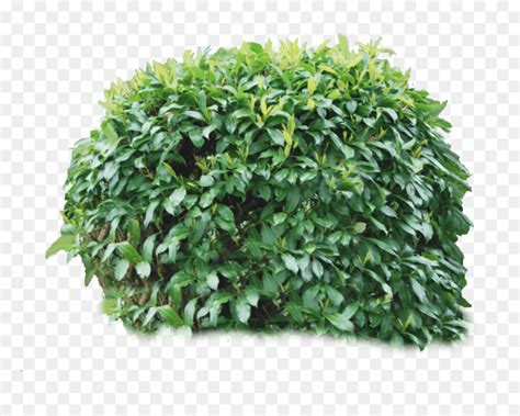 Arbusto Plantas Rvore Png Transparente Gr Tis