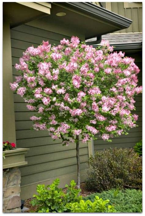 So Pretty Dwarf Trees For Landscaping Trees For Front Yard Lilac Tree