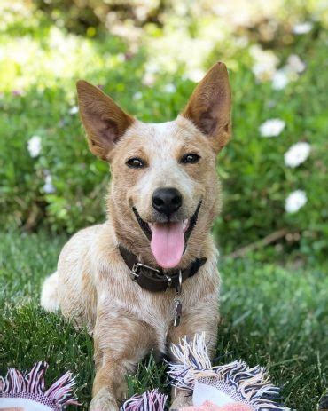 Tails were left on 3 puppies, as noted below (1 blue male, 1 red female, 1 blue female). Uncertain about the Red Heeler? Here's What You Need to ...