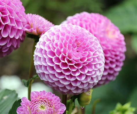 Types Of Dahlias 16 Dazzling Showstoppers For