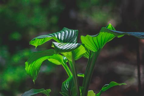 Green Plant · Free Stock Photo