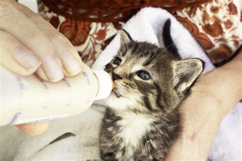 How Much Should A 10 Week Old Kitten Eat Pet Spruce