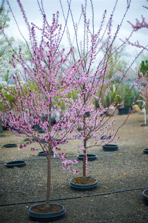 Uploaded at may 28, 2019. PLUM NEWPORT FLOWERING For Sale in Boulder Colorado