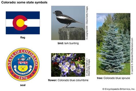 Colorado State Symbols Kids Britannica Kids Homework Help