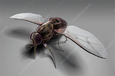 Tsetse Fly Artwork Stock Image C Science Photo Library