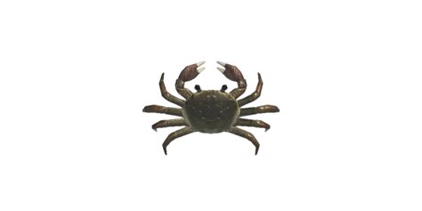New horizons switch (acnh) sur le crabe gazami. Mitten crab | Animal Crossing Wiki | Fandom