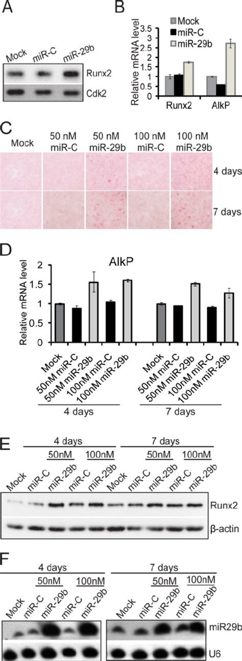 mir 29b activates osteogenic differentiation in osteoblasts a and b download scientific