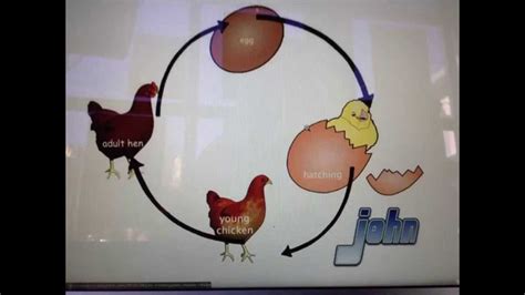 Последние твиты от the cycle (@thecyclegame). Life Cycle of the Chicken - YouTube