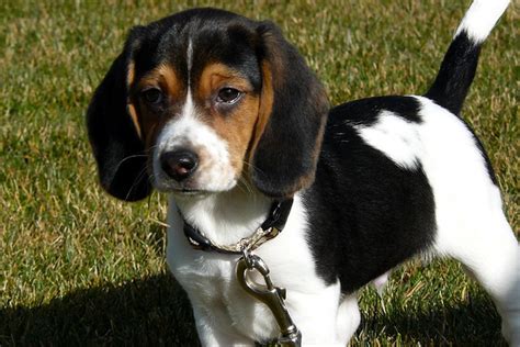 My 3 Months Old Beagle Puppy Mon Chiot Beagle De 3 Mois Flickr