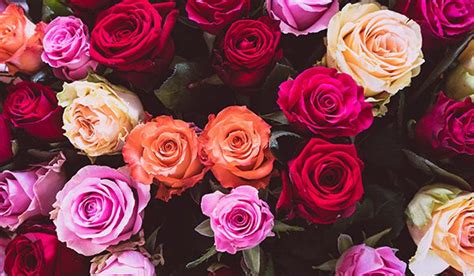 With a variety of dozen of roses to choose from you can easily. The Birth Flower of June: Rose Bouquets for June Birthdays