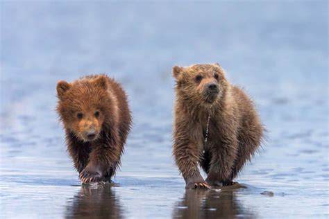 Grizzly Bear Cub Photography Brown Bear Cub Photography Photos By