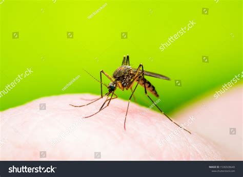 Dangerous Malaria Infected Mosquito Bite Leishmaniasis Stock Photo