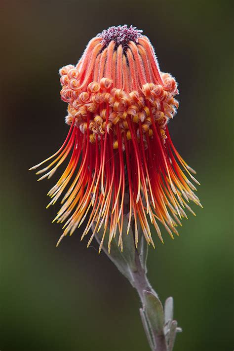 We did not find results for: Protea | Beautiful flowers, Unusual flowers, Strange flowers