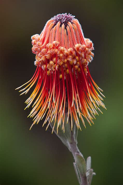 Save 20% with code unsplash20. "Protea" - © secondclaw (deviantART) | Unusual flowers ...