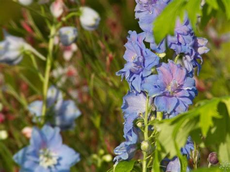 Ostrožka ´magic Fountains Sky Bluewhite Bee Delphinium Magic