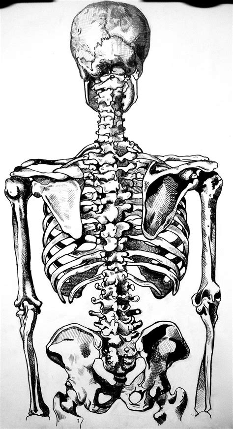Skeleton Back By Mr Thew W Anatomy Sketches Anatomy Drawing Body