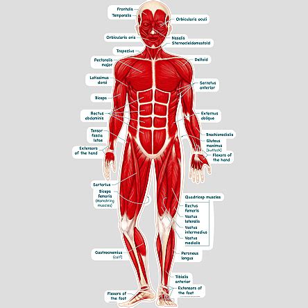 The muscular system is an organ system consisting of skeletal, smooth and cardiac muscles. Simplified Muscular System - Labeled - BodyPartChart Official Site