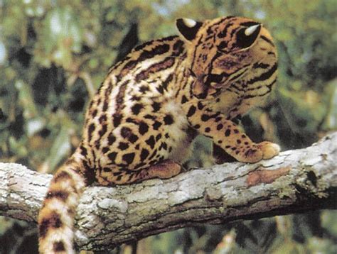 Check out our colocolo cat selection for the very best in unique or custom, handmade pieces from our shops. El Margay, tigrillo o gato pintado