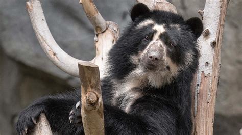 Andean Spectacled Bear San Diego Zoo Animals And Plants